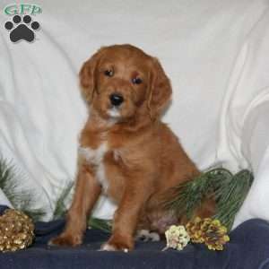 Rudy, Labrador Mix Puppy